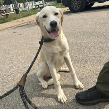 Moose -  Mixed Breed Dog for Adoption in Huntington, West Virginia - Moose | PetCurious