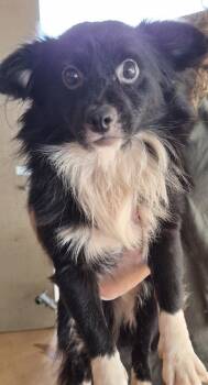 Cb-04 Frankenweenie -  Australian Shepherd and Terrier Dog for Adoption in Lawrenceville, Georgia - Cb-04 Frankenweenie | PetCurious