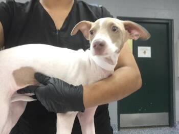 A1936081 -  Whippet and Mixed Breed Dog for Adoption in Thousand Palms, California - A1936081 | PetCurious