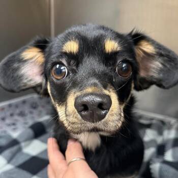 CT Tadpole - 11lbs -  Chihuahua and Mixed Breed Dog for Adoption in Eastford, Connecticut - CT Tadpole - 11lbs | PetCurious