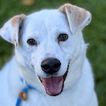 Gable (bonded to Gigi) -  Great Pyrenees and Australian Shepherd Dog for Adoption in Sparta, New Jersey - Gable (bonded To Gigi) | PetCurious
