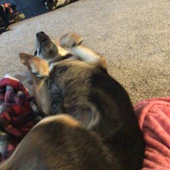 Mixed Breed Dogs Available for Adoption - Trixie | PetCurious