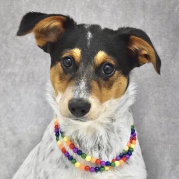 Pimm (puppy) - ECAS -  Cattle Dog and Terrier Dog for Adoption in Pleasanton, California - Pimm (puppy) - ECAS | PetCurious