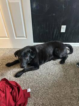 Labrador Retriever Dogs Available for Adoption - Zues | PetCurious