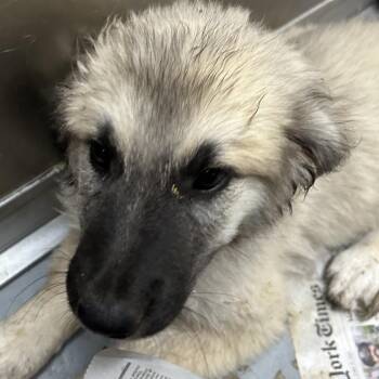 MISSISSIPPI -  Great Pyrenees and Mixed Breed Dog for Adoption in Richmond, California - MISSISSIPPI | PetCurious