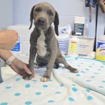 Cider 26-0710 -  Mixed Breed Dog for Adoption in Yanceyville, North Carolina - Cider 26-0710 | PetCurious