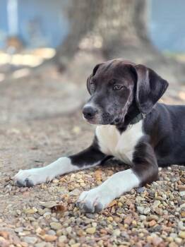 Calvin -  Beagle Dog for Adoption in Tomball, Texas - Calvin | PetCurious