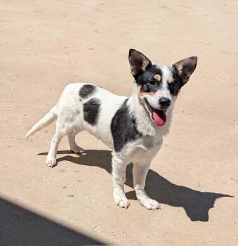 Corgi and Cattle Dog Dogs Available for Adoption - Drake | PetCurious