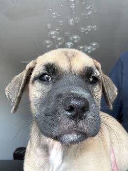 Mastiff Dogs Available for Adoption in The Woodlands, Texas - Cassy | PetCurious