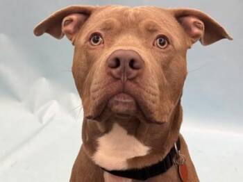 Cairo -  Pit Bull Terrier and Mixed Breed Dog for Adoption in Woodbury, Minnesota - Cairo | PetCurious