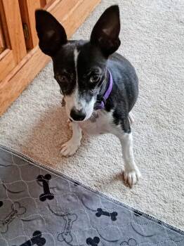 Lois -  Chihuahua Dog for Adoption in Albuquerque, New Mexico - Lois | PetCurious