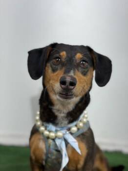 Banana-One of our Amazing Rescue Dogs -  Dachshund and Mixed Breed Dog for Adoption in Carlsbad, California - Banana-One Of Our Amazing Rescue Dogs | PetCurious