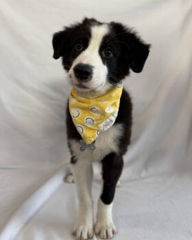 Rescue Border Collie Dogs for Adoption in Palo Alto, California - Bagpipe | PetCurious
