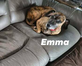 Emma -  Pit Bull Terrier Dog for Adoption in Silsbee, Texas - Emma | PetCurious