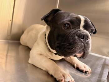 LIL DIPPER -  American Bulldog Dog for Adoption in Tustin, California - LIL DIPPER | PetCurious
