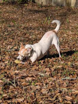 Daisy -  Chihuahua and Pomeranian Dog for Adoption in Mobile, Alabama - Daisy | PetCurious