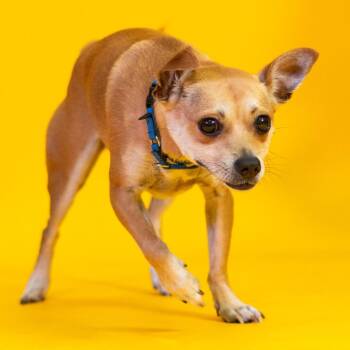 Charlie (FKA Weissey) -  Mixed Breed Dog for Adoption in Wilmington, Delaware - Charlie (FKA Weissey) | PetCurious