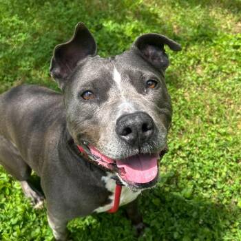 Sk8r Boi -  Pit Bull Terrier Dog for Adoption in Louisville, Kentucky - Sk8r Boi | PetCurious