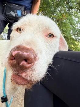 Pax -  Hound Dog for Adoption in Little Rock, Arkansas - Pax | PetCurious
