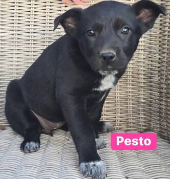 German Shepherd Dog and Shepherd Dogs Available for Adoption - Pesto | PetCurious