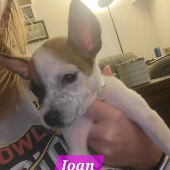 Rescue Chihuahua and Mixed Breed Dogs for Adoption in Olathe, Kansas - Joan | PetCurious