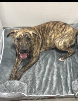 American Staffordshire Terrier Dogs Available for Adoption - Bria | PetCurious