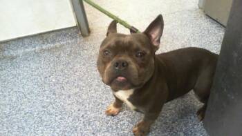 A1265147 -  French Bulldog and Pit Bull Terrier Dog for Adoption in Charlotte, North Carolina - A1265147 | PetCurious