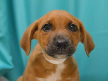 Sparky -  Labrador Retriever and Redbone Coonhound Dog for Adoption in Portland, Oregon - Sparky | PetCurious