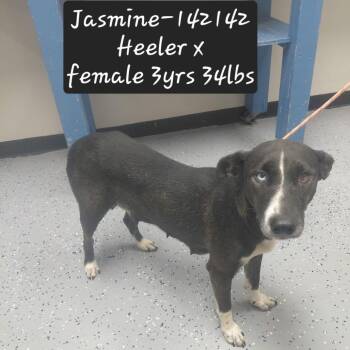 Jasmine -  Australian Cattle Dog Blue Heeler and Mixed Breed Dog for Adoption in New Tazewell, Tennessee - Jasmine | PetCurious
