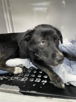 Mixed Breed Dogs Available for Adoption in Palmetto, Florida - A136329 | PetCurious
