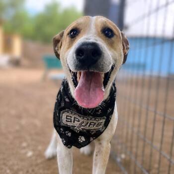 Rugen -  Labrador Retriever and Mixed Breed Dog for Adoption in Boerne, Texas - Rugen | PetCurious