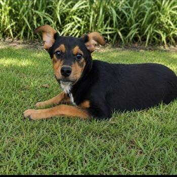 Sammie -  Miniature Pinscher Dog for Adoption in Valdosta, Georgia - Sammie | PetCurious