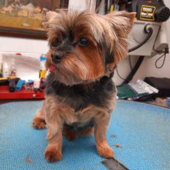 Jinks -  Yorkshire Terrier Dog for Adoption in Olathe, Kansas - Jinks | PetCurious