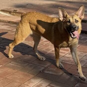 Rescue Shepherd Dogs for Adoption in Spring, Texas - Claudia | PetCurious