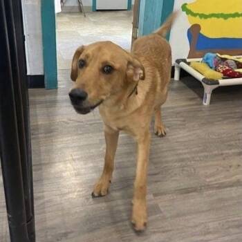 Golden Retriever and Siberian Husky Dogs Available for Adoption - Chip | PetCurious