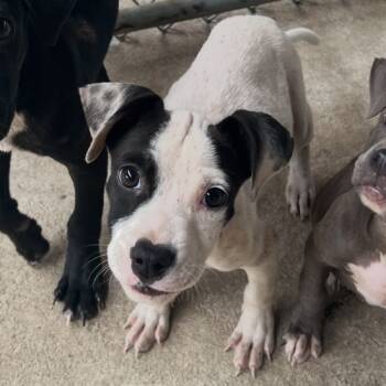 Rescue Mixed Breed Dogs for Adoption in Savannah, Georgia - Hemlock | PetCurious