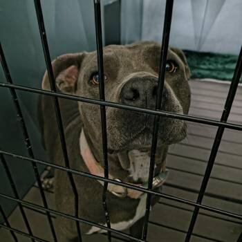 Skye -  American Staffordshire Terrier Dog for Adoption in Moses Lake, Washington - Skye | PetCurious