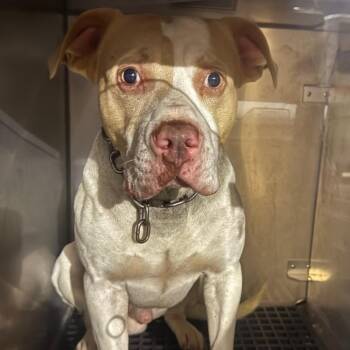 Shrek -  Pit Bull Terrier Dog for Adoption in Philadelphia, Pennsylvania - Shrek | PetCurious
