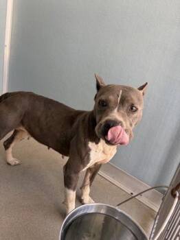 Zinnia -  Pit Bull Terrier and Mixed Breed Dog for Adoption in Fresno, California - Zinnia | PetCurious