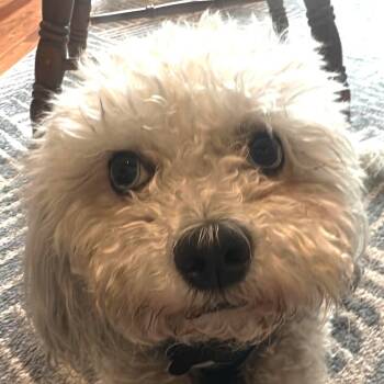 Tessa -  Maltese Dog for Adoption in Calgary, Alberta - Tessa | PetCurious