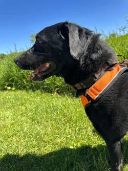 Labrador Retriever Dogs Available for Adoption in Livonia, Michigan - Ruff | PetCurious