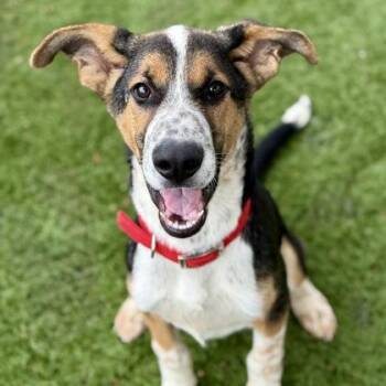 Rescue Hound and Border Collie Dogs for Adoption in Red Bluff, California - Nash | PetCurious