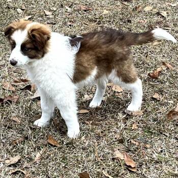 Australian Shepherd Dogs Available for Adoption - Rihanna | PetCurious