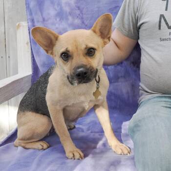 French Bulldog and Mixed Breed Dogs Available for Adoption - MISTY 2 | PetCurious