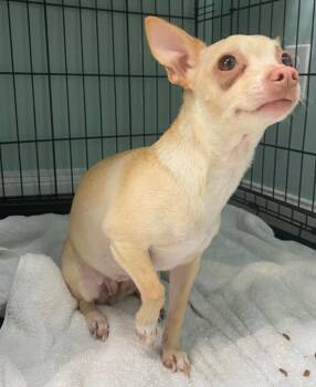 Chihuahua Dogs Available for Adoption in Fall River, Massachusetts - Crown Royal | PetCurious