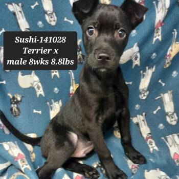 Sushi -  Terrier Dog for Adoption in New Tazewell, Tennessee - Sushi | PetCurious