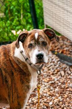 Flashy -  Mixed Breed Dog for Adoption in Cincinnati, Ohio - Flashy | PetCurious