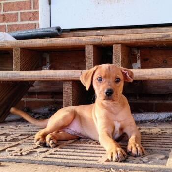 Mixed Breed Dogs Available for Adoption in Rockville, Maryland - Truffle | PetCurious