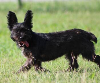 Yorkshire Terrier Dogs Available for Adoption in Temple, Texas - Stella | PetCurious