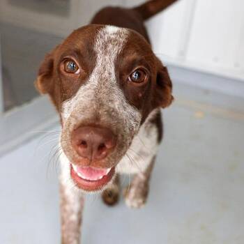 Phoebe -  Pointer and Mixed Breed Dog for Adoption in Bradenton, Florida - Phoebe | PetCurious
